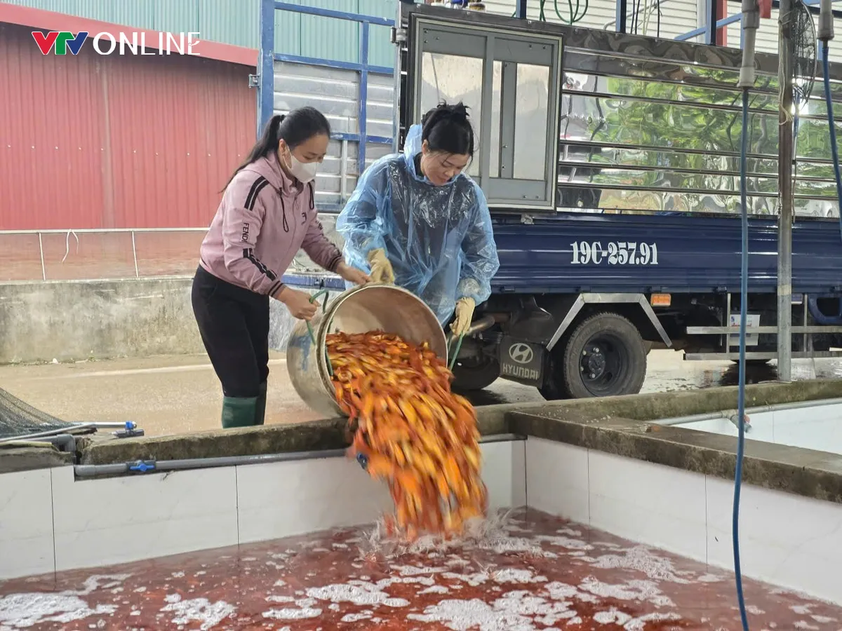 Ph&uacute; Thọ: Thủ phủ c&aacute; ch&eacute;p đỏ Thủy Trầm trước thềm ng&agrave;y &ocirc;ng C&ocirc;ng &ocirc;ng T&aacute;o - Ảnh 3.