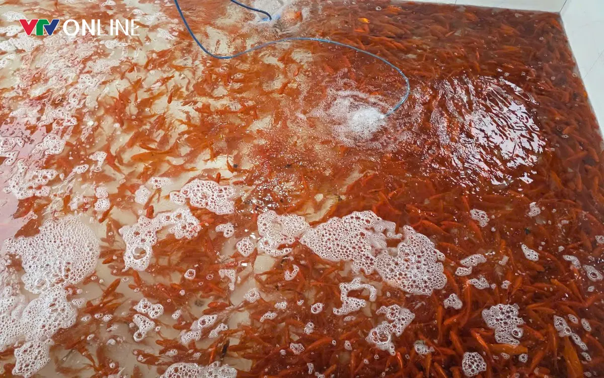 Cá chép đỏ làng Thủy Trầm xã Tiên Lương (trước thuộc xã Tuy Lộc huyện Cẩm Khê cũ) có từ hàng chục năm về trước.