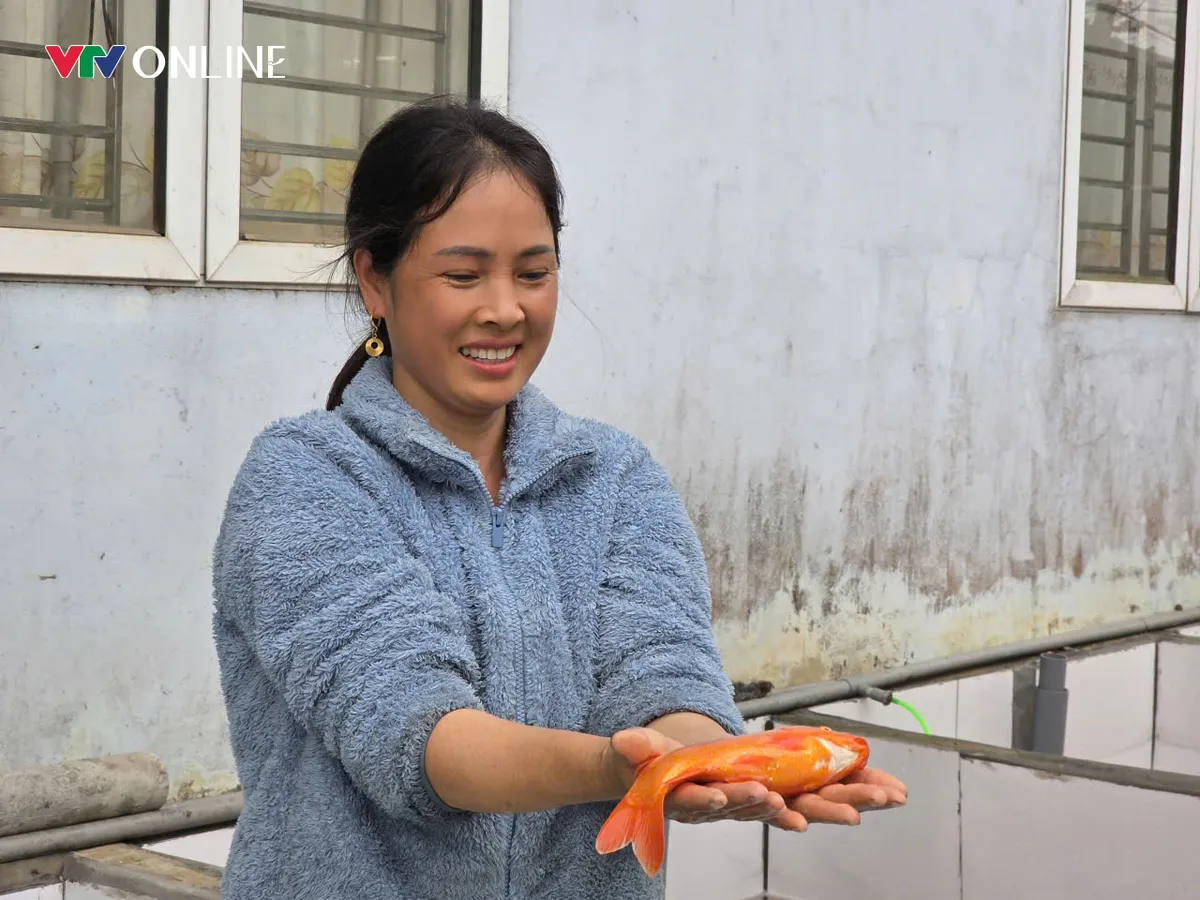 Ph&uacute; Thọ: Thủ phủ c&aacute; ch&eacute;p đỏ Thủy Trầm trước thềm ng&agrave;y &ocirc;ng C&ocirc;ng &ocirc;ng T&aacute;o - Ảnh 4.