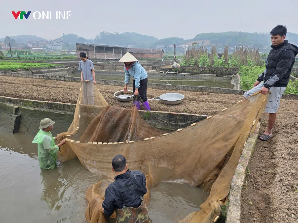 Ph&uacute; Thọ: Thủ phủ c&aacute; ch&eacute;p đỏ Thủy Trầm trước thềm ng&agrave;y &ocirc;ng C&ocirc;ng &ocirc;ng T&aacute;o - Ảnh 1.