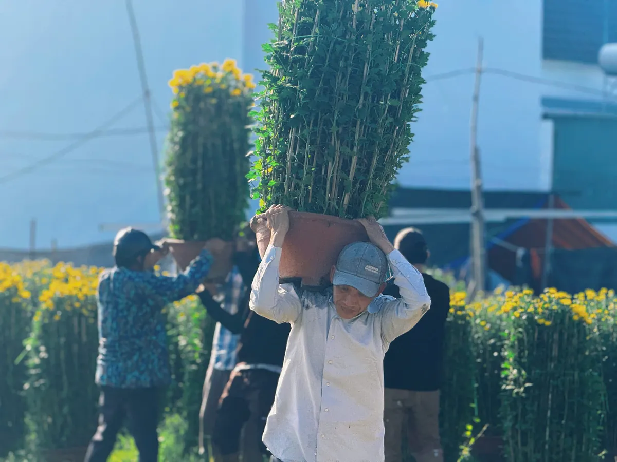 Sắc xuân rực rỡ từ làng hoa cúc Ninh Giang - Ảnh 4.