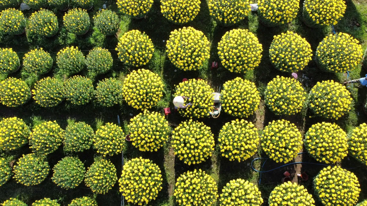 Sắc xuân rực rỡ từ làng hoa cúc Ninh Giang - Ảnh 1.