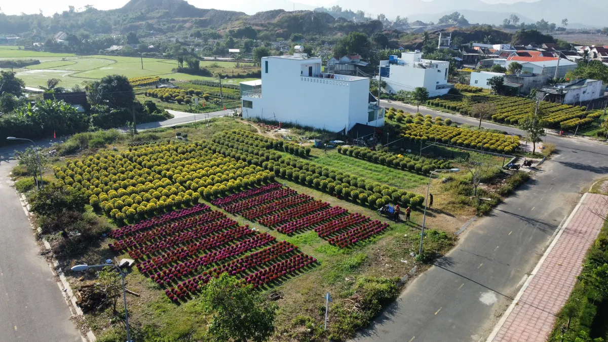 Sắc xuân rực rỡ từ làng hoa cúc Ninh Giang - Ảnh 6.