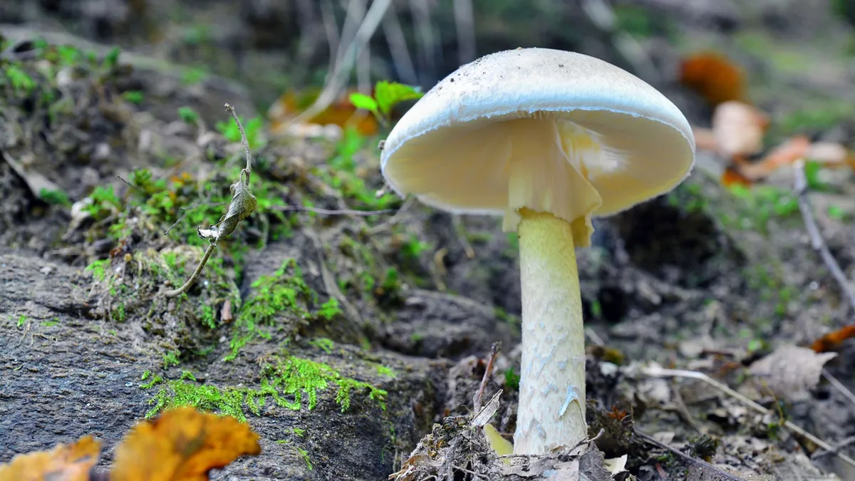4 người chết, 3 người khác phải ghép gan sau khi ăn phải nấm độc tại Mỹ- Ảnh 1. 4 người chết, 3 người khác phải ghép gan sau khi ăn phải nấm độc tại Mỹ- Ảnh 1.