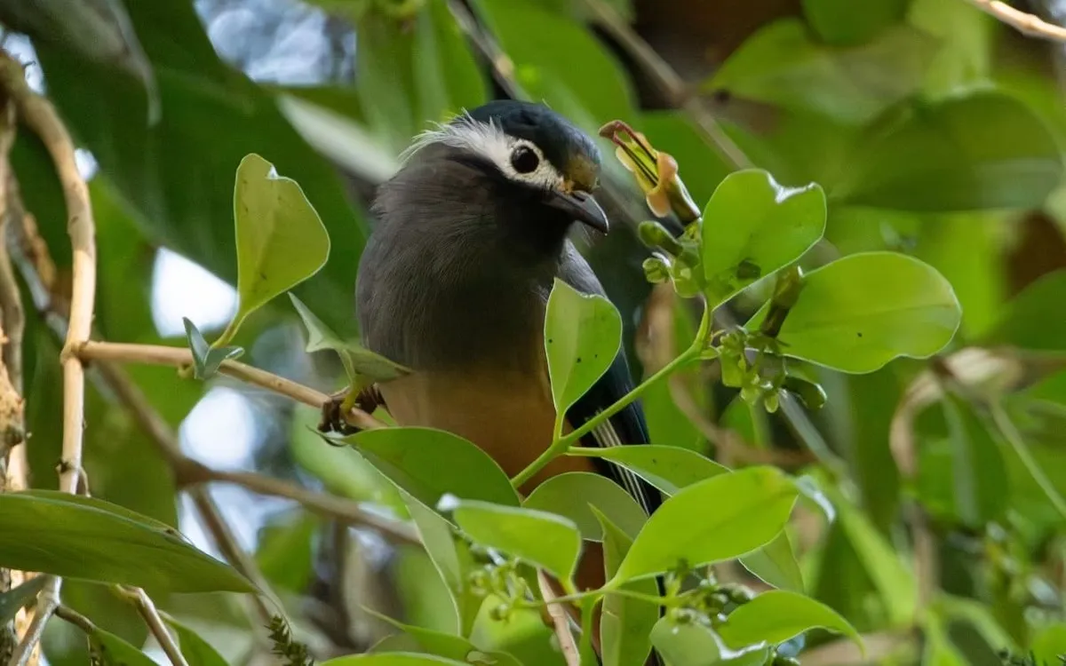 Chim white-eared sibia thụ phấn cho hoa Aeschynanthus acuminatus màu xanh vàng tại Đài Loan (Trung Quốc) (Ảnh: Jing-Yi Lu)