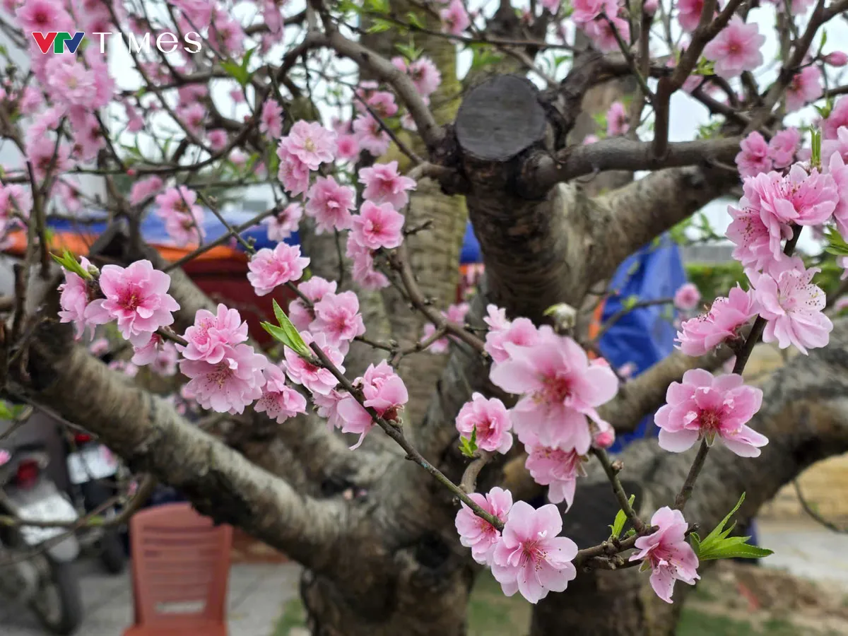 Chợ hoa xu&acirc;n Ph&uacute; Thọ nhộn nhịp những ng&agrave;y gi&aacute;p Tết B&iacute;nh Ngọ 2026 - Ảnh 1.