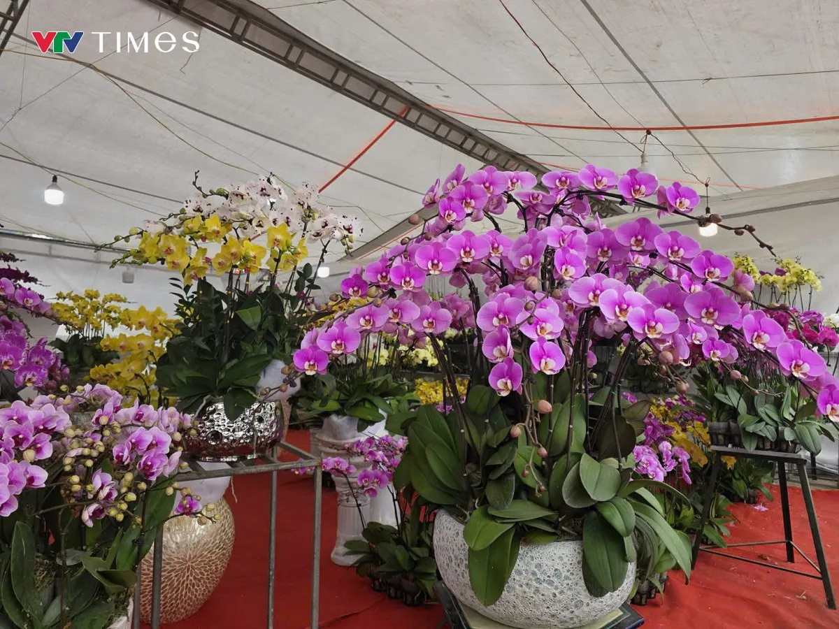 Chợ hoa xu&acirc;n Ph&uacute; Thọ nhộn nhịp những ng&agrave;y gi&aacute;p Tết B&iacute;nh Ngọ 2026 - Ảnh 7.
