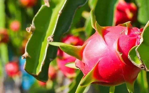 Trái cây Việt Nam ngày càng được người tiêu dùng Trung Quốc ưa chuộng.