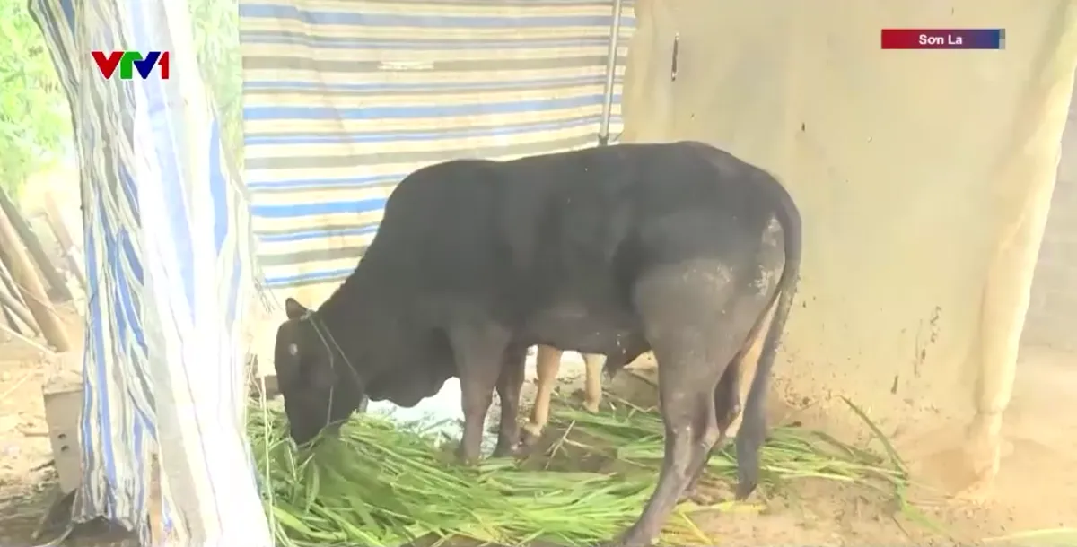 Miền n&uacute;i ph&iacute;a Bắc chủ động ph&ograve;ng, chống r&eacute;t - Ảnh 2.