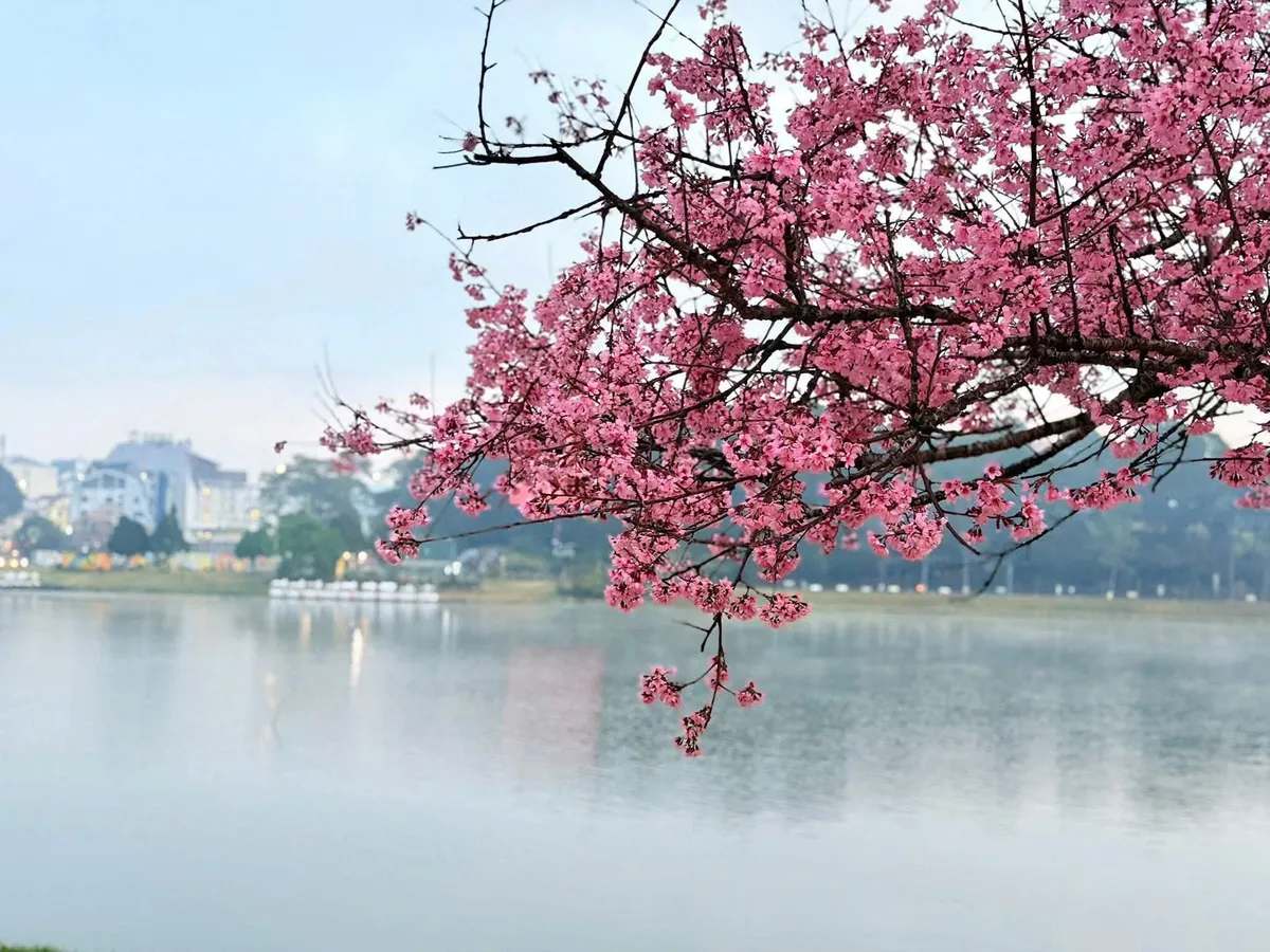 M&ugrave;a mai anh đ&agrave;o v&agrave; nhịp sống xu&acirc;n tr&ecirc;n cao nguy&ecirc;n Đ&agrave; Lạt- Ảnh 6.