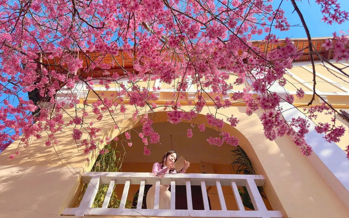 M&ugrave;a mai anh đ&agrave;o v&agrave; nhịp sống xu&acirc;n tr&ecirc;n cao nguy&ecirc;n Đ&agrave; Lạt- Ảnh 5.