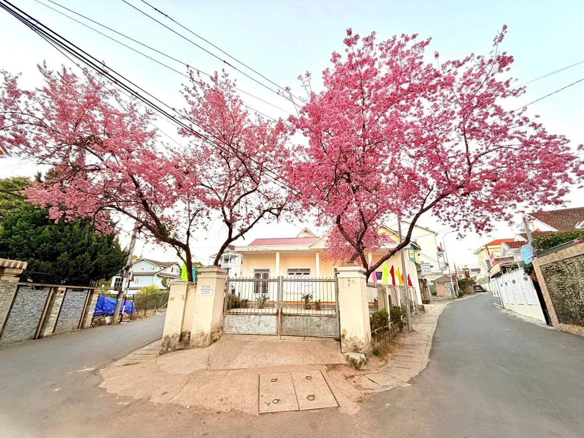M&ugrave;a mai anh đ&agrave;o v&agrave; nhịp sống xu&acirc;n tr&ecirc;n cao nguy&ecirc;n Đ&agrave; Lạt- Ảnh 8.