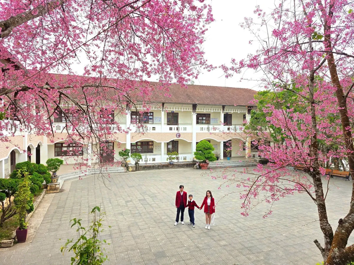 M&ugrave;a mai anh đ&agrave;o v&agrave; nhịp sống xu&acirc;n tr&ecirc;n cao nguy&ecirc;n Đ&agrave; Lạt- Ảnh 4.