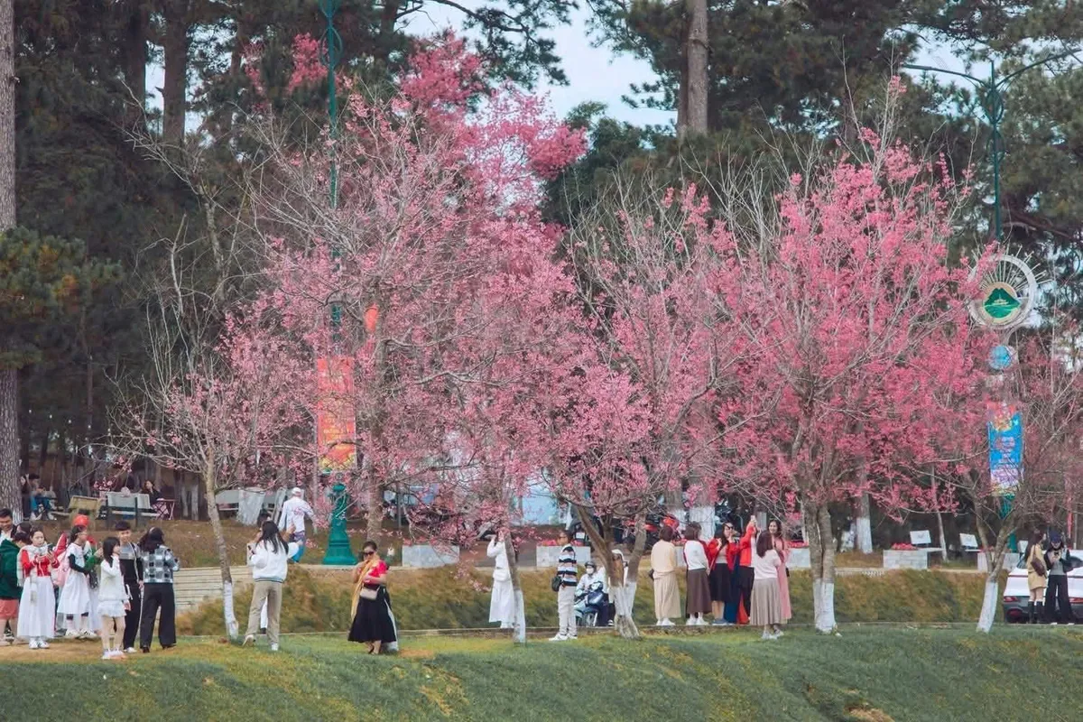 M&ugrave;a mai anh đ&agrave;o v&agrave; nhịp sống xu&acirc;n tr&ecirc;n cao nguy&ecirc;n Đ&agrave; Lạt- Ảnh 3.