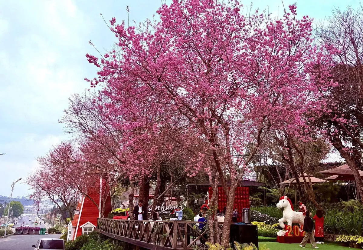 M&ugrave;a mai anh đ&agrave;o v&agrave; nhịp sống xu&acirc;n tr&ecirc;n cao nguy&ecirc;n Đ&agrave; Lạt- Ảnh 9.