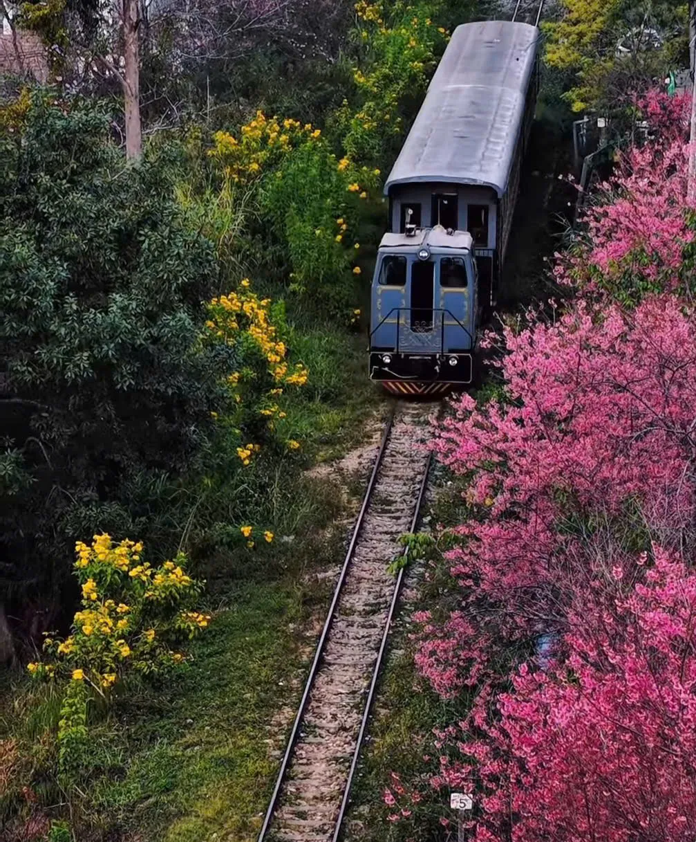 M&ugrave;a mai anh đ&agrave;o v&agrave; nhịp sống xu&acirc;n tr&ecirc;n cao nguy&ecirc;n Đ&agrave; Lạt- Ảnh 2.