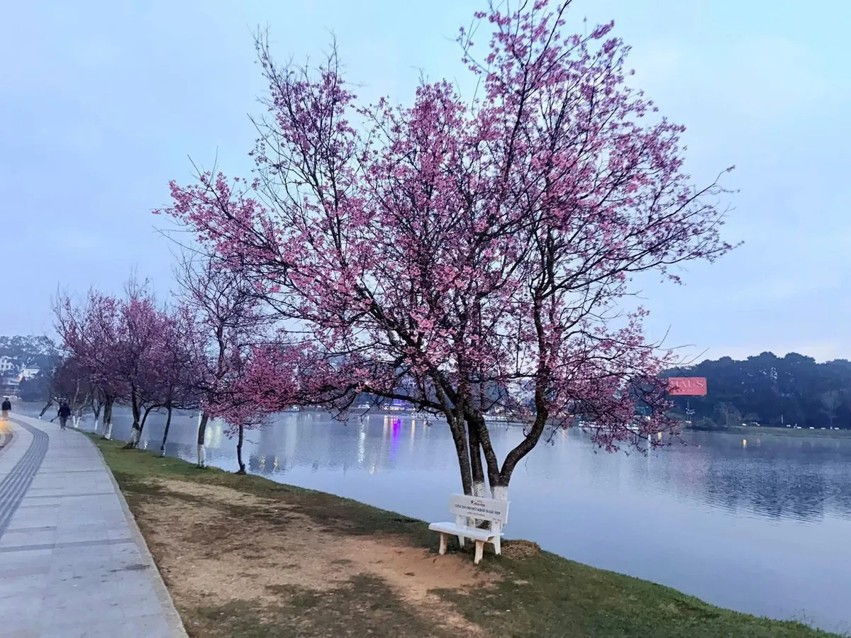 M&ugrave;a mai anh đ&agrave;o v&agrave; nhịp sống xu&acirc;n tr&ecirc;n cao nguy&ecirc;n Đ&agrave; Lạt- Ảnh 7.