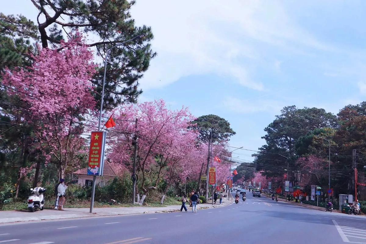 M&ugrave;a mai anh đ&agrave;o v&agrave; nhịp sống xu&acirc;n tr&ecirc;n cao nguy&ecirc;n Đ&agrave; Lạt- Ảnh 10.