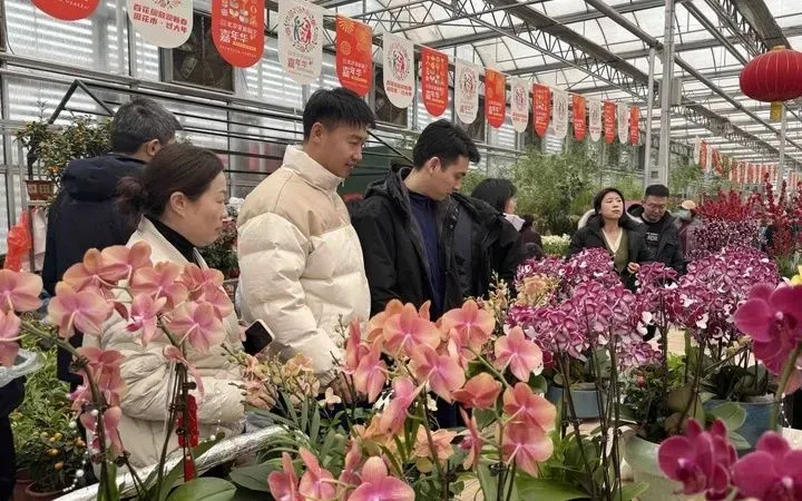 Thị trường hoa, c&acirc;y cảnh Tết s&ocirc;i động, sức mua tăng dần, gi&aacute; b&aacute;n giữ ổn định- Ảnh 1.