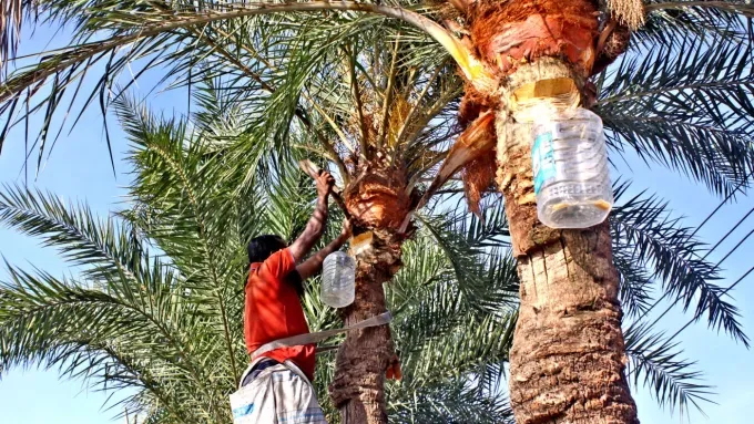 Mật ch&agrave; l&agrave; tươi bị cảnh b&aacute;o l&agrave; nguồn l&acirc;y virus Nipah nguy hiểm- Ảnh 1.