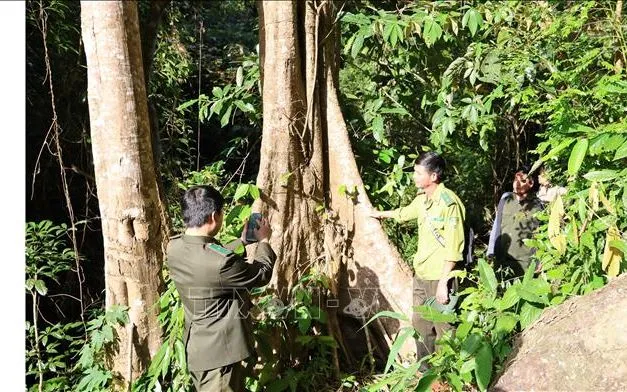 Sử dụng phần mềm chuyên dụng trên điện thoại thông minh trong tuần tra rừng ở xã biên giới Tây Giang, TP Đà Nẵng. Ảnh: Đỗ Trưởng/TTXVN