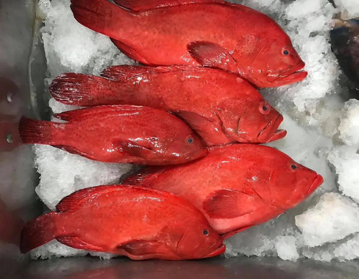 Cả gia đ&igrave;nh nhập viện sau bữa c&aacute; m&uacute; đỏ, b&aacute;c sĩ cảnh b&aacute;o ngộ độc Ciguatoxin nguy hiểm- Ảnh 1.