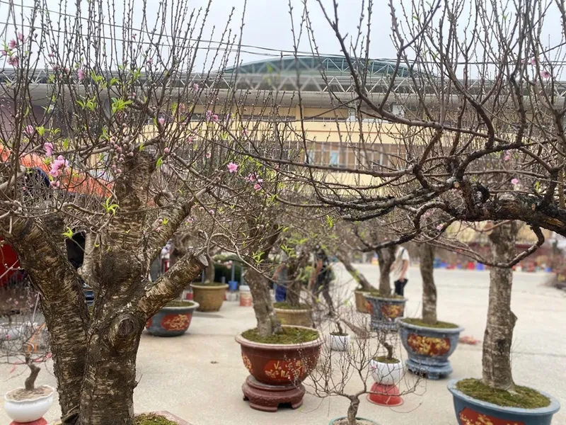 Rộn r&agrave;ng kh&ocirc;ng kh&iacute; Tết tại c&aacute;c chợ hoa xu&acirc;n ở Ninh B&igrave;nh - Ảnh 3.