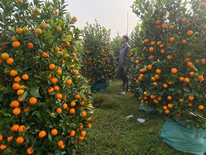 Rộn r&agrave;ng kh&ocirc;ng kh&iacute; Tết tại c&aacute;c chợ hoa xu&acirc;n ở Ninh B&igrave;nh - Ảnh 2.