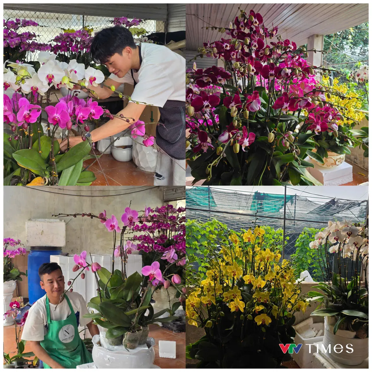 Ph&uacute; Thọ:  Lan hồ điệp nở rộ, sẵn s&agrave;ng phục vụ thị trường Tết - Ảnh 5.
