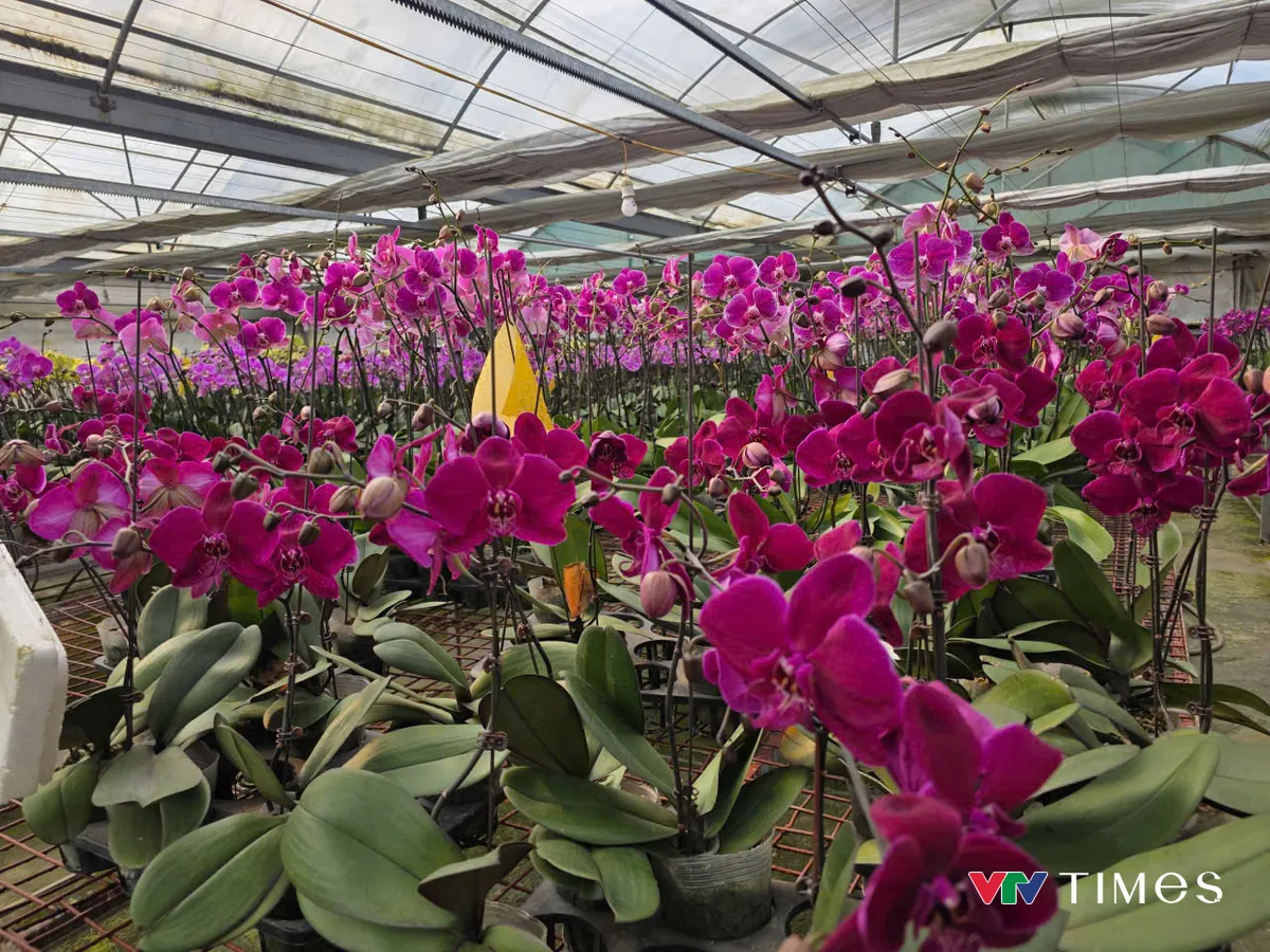 Ph&uacute; Thọ:  Lan hồ điệp nở rộ, sẵn s&agrave;ng phục vụ thị trường Tết - Ảnh 6.
