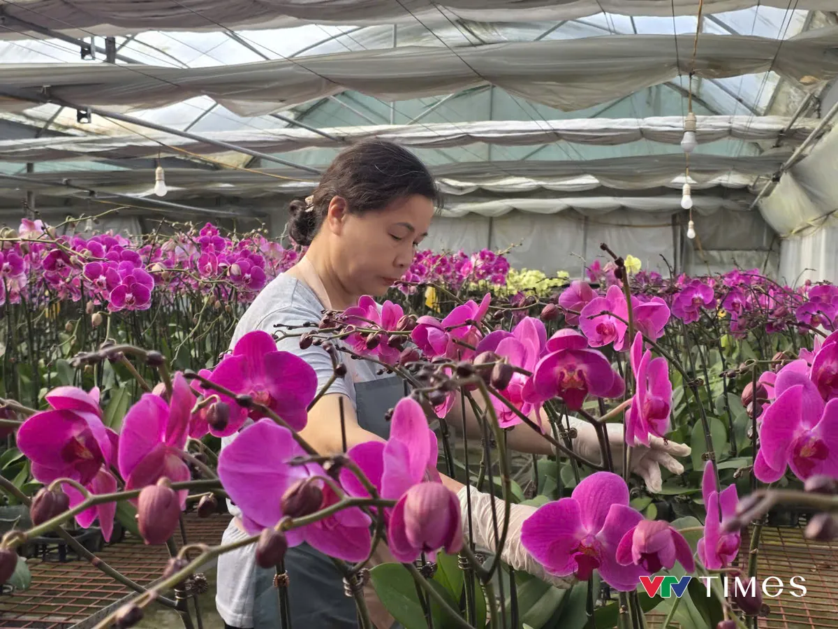 Ph&uacute; Thọ:  Lan hồ điệp nở rộ, sẵn s&agrave;ng phục vụ thị trường Tết - Ảnh 7.