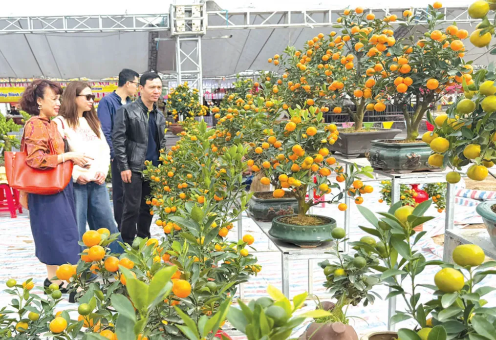 Rộn r&agrave;ng kh&ocirc;ng kh&iacute; Tết tại c&aacute;c chợ hoa xu&acirc;n ở Ninh B&igrave;nh - Ảnh 8.