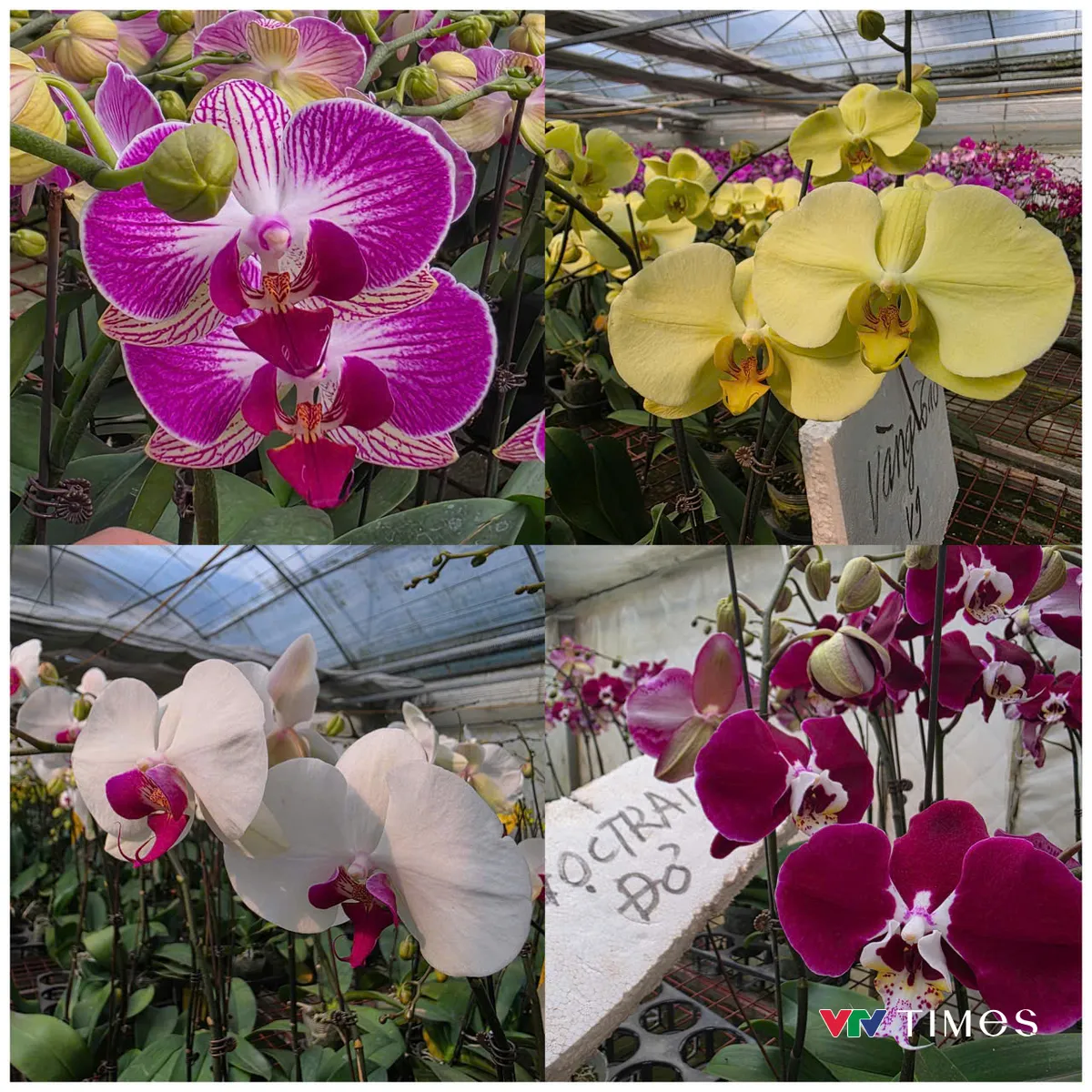 Ph&uacute; Thọ:  Lan hồ điệp nở rộ, sẵn s&agrave;ng phục vụ thị trường Tết - Ảnh 4.