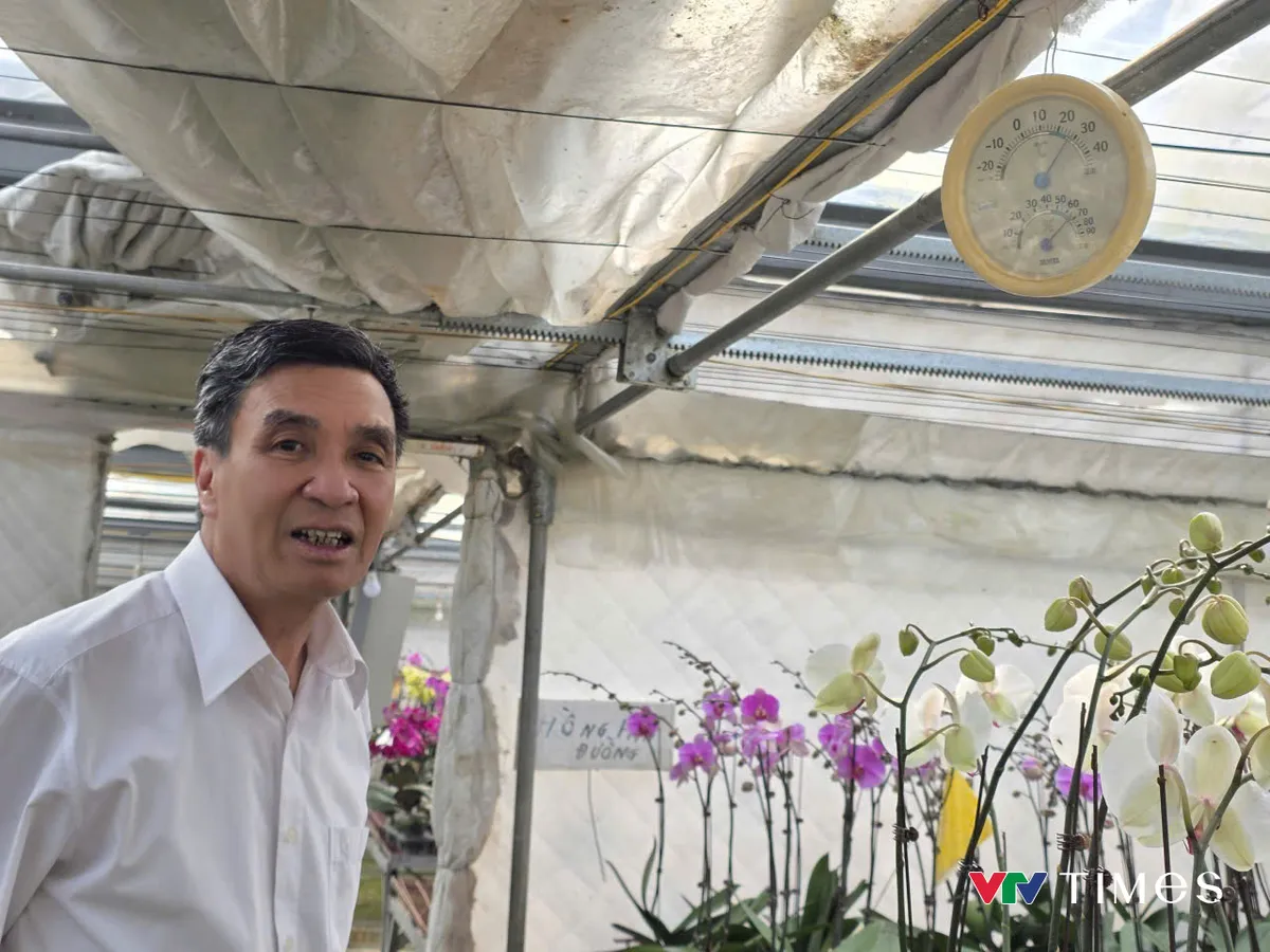 Ph&uacute; Thọ:  Lan hồ điệp nở rộ, sẵn s&agrave;ng phục vụ thị trường Tết - Ảnh 3.