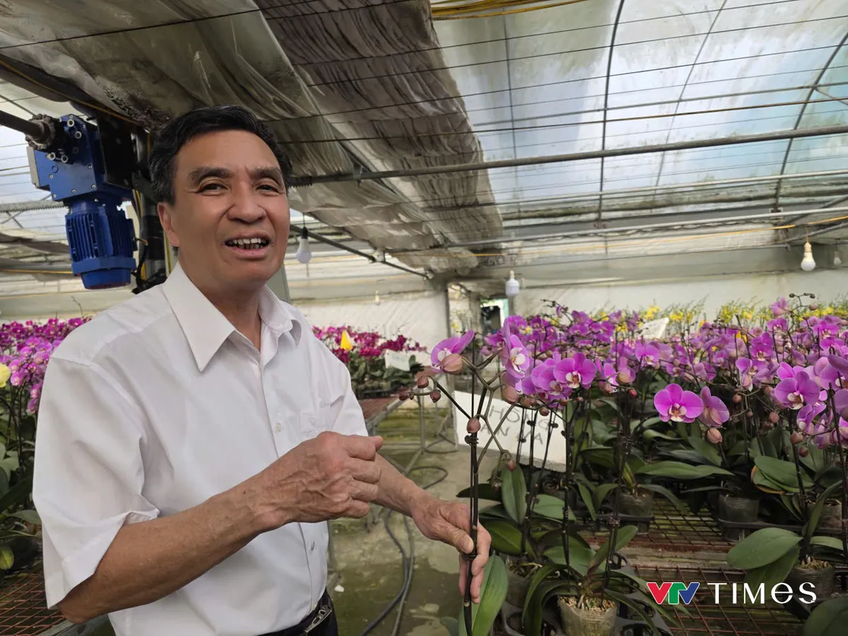 Ph&uacute; Thọ:  Lan hồ điệp nở rộ, sẵn s&agrave;ng phục vụ thị trường Tết - Ảnh 1.