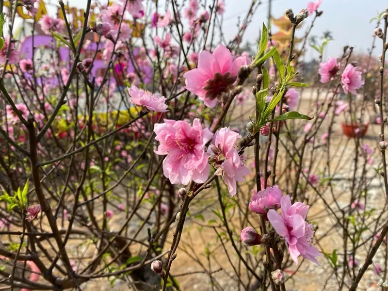 Rộn r&agrave;ng kh&ocirc;ng kh&iacute; Tết tại c&aacute;c chợ hoa xu&acirc;n ở Ninh B&igrave;nh - Ảnh 4.