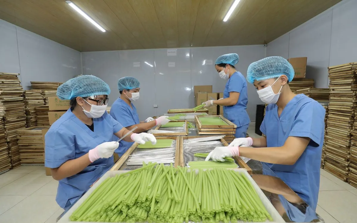 Ống hút rau củ - giá trị mới cho nông sản Việt