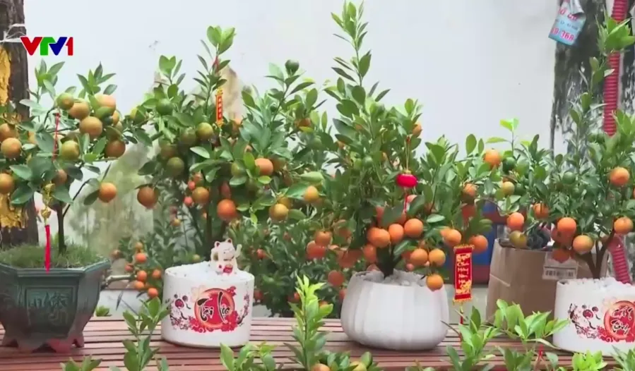 Sắc xu&acirc;n tại chợ hoa l&acirc;u đời nhất thủ đ&ocirc; - Ảnh 2.