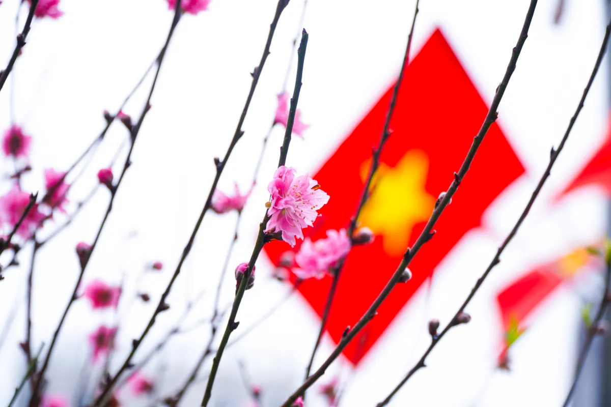 Phố phường Thủ đ&ocirc; ngập tr&agrave;n sắc xu&acirc;n  - Ảnh 33.