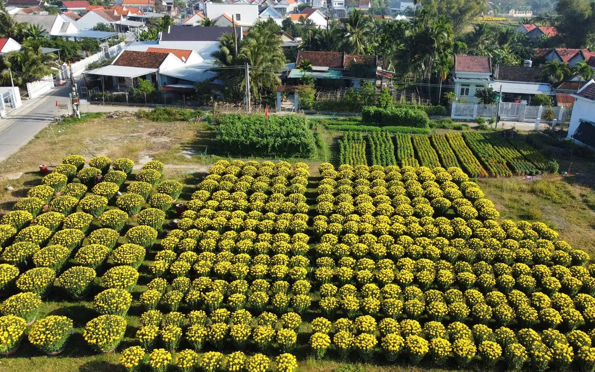 Làng hoa vùng lũ đón năm mới.