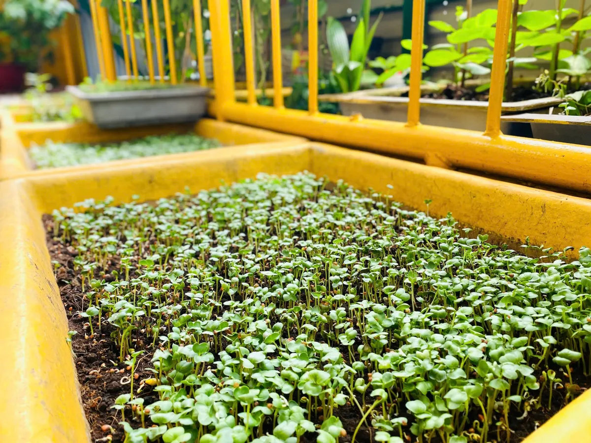 Nơi đầu s&oacute;ng, người l&iacute;nh gieo m&agrave;u xanh cho bữa cơm - Ảnh 2.