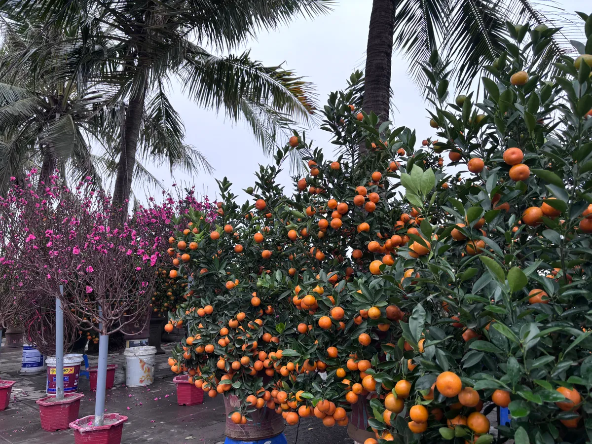 Đ&agrave;o, quất kh&ocirc;ng c&ograve;n cảnh &ldquo;h&eacute;t gi&aacute;&rdquo;, nhiều tiểu thương đồng loạt xả h&agrave;ng sớm- Ảnh 1.