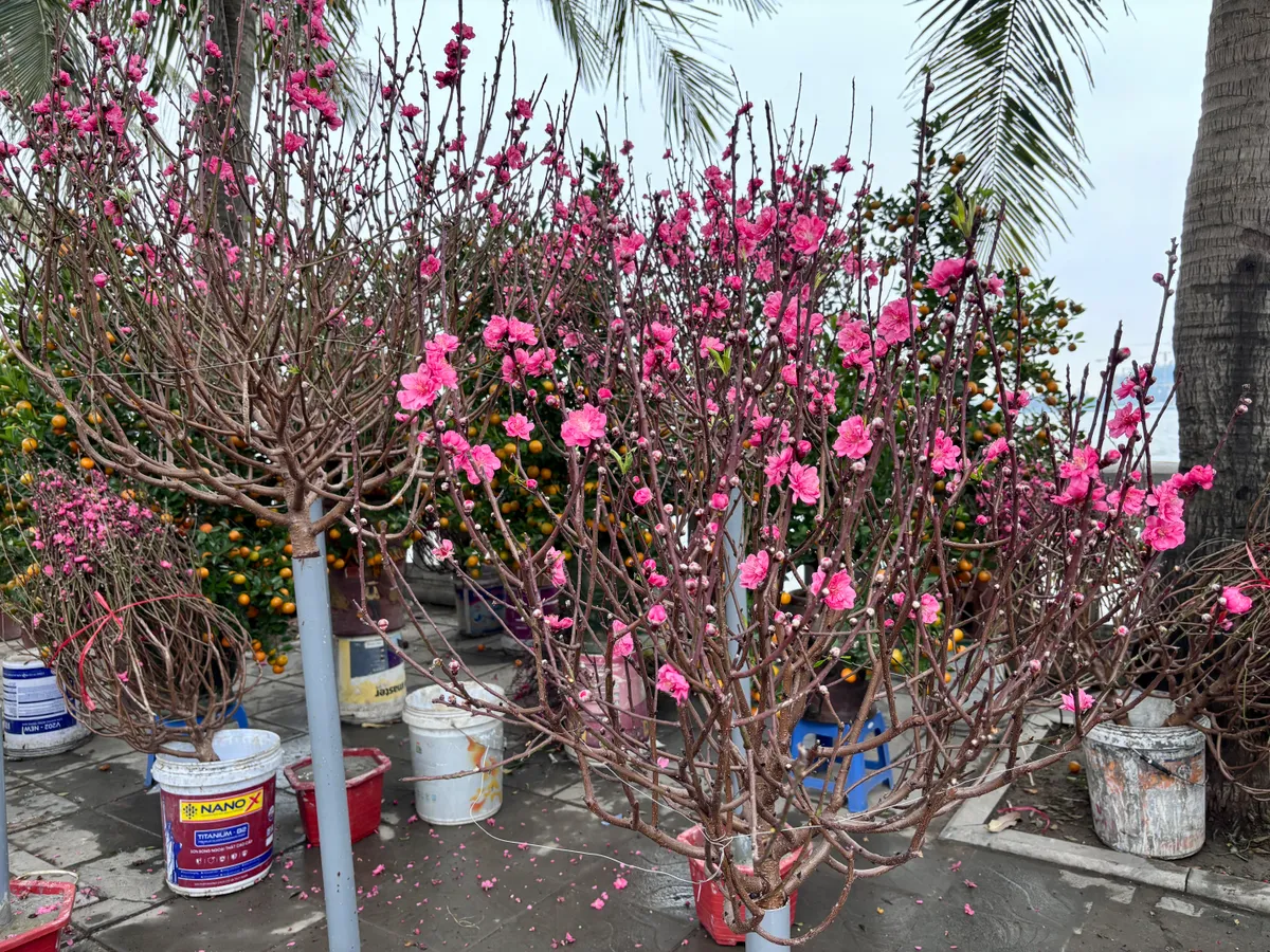 Đ&agrave;o, quất kh&ocirc;ng c&ograve;n cảnh &ldquo;h&eacute;t gi&aacute;&rdquo;, nhiều tiểu thương đồng loạt xả h&agrave;ng sớm- Ảnh 3.