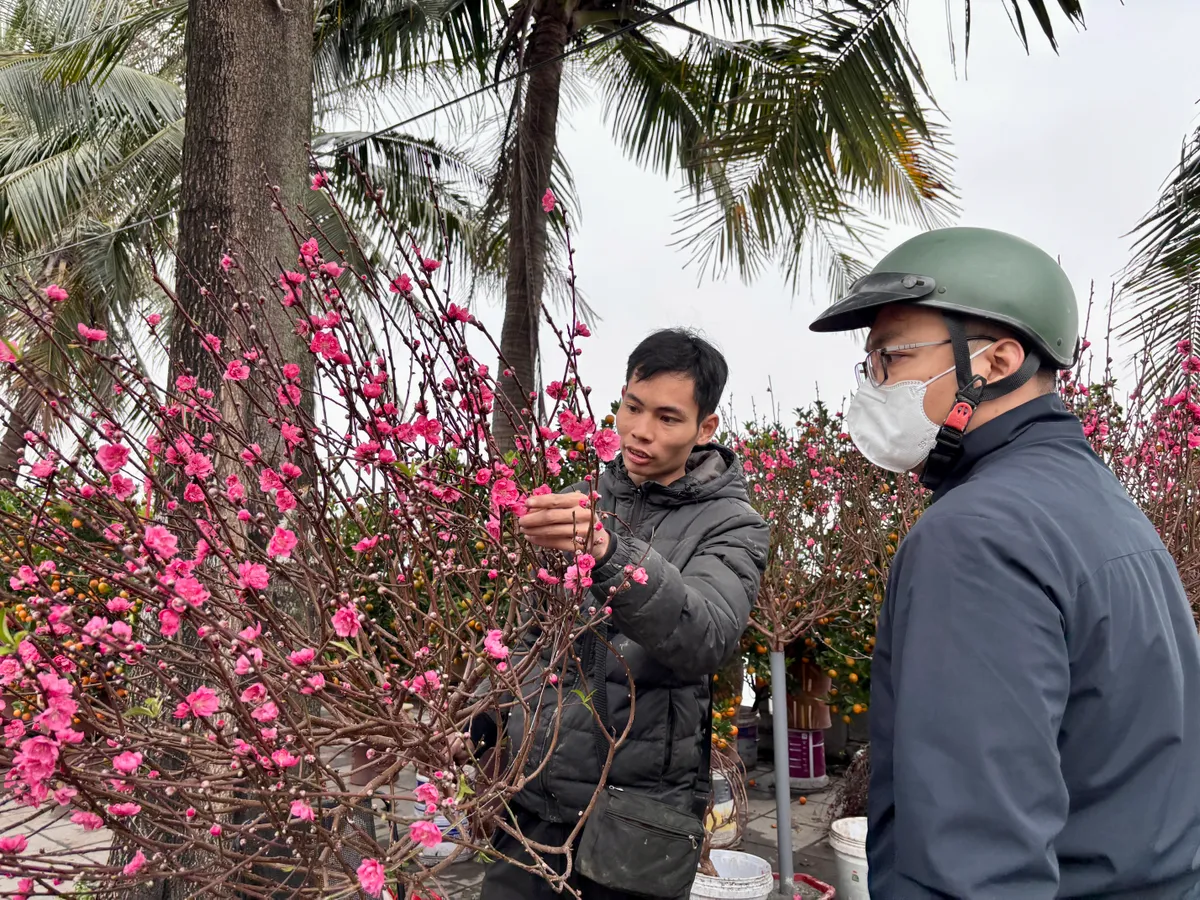 Đ&agrave;o, quất kh&ocirc;ng c&ograve;n cảnh &ldquo;h&eacute;t gi&aacute;&rdquo;, nhiều tiểu thương đồng loạt xả h&agrave;ng sớm- Ảnh 2.