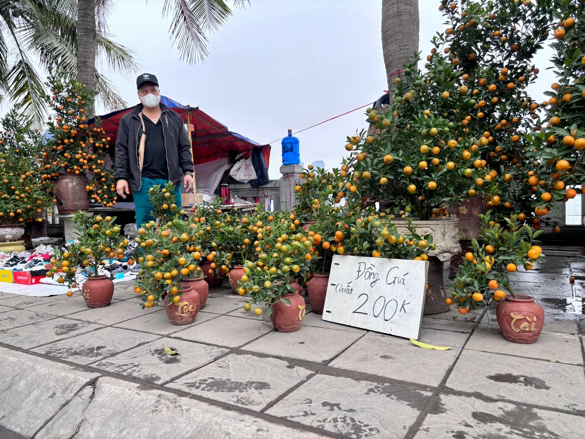 Đ&agrave;o, quất kh&ocirc;ng c&ograve;n cảnh &ldquo;h&eacute;t gi&aacute;&rdquo;, nhiều tiểu thương đồng loạt xả h&agrave;ng sớm- Ảnh 9.