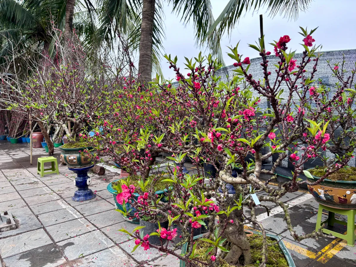 Đ&agrave;o, quất kh&ocirc;ng c&ograve;n cảnh &ldquo;h&eacute;t gi&aacute;&rdquo;, nhiều tiểu thương đồng loạt xả h&agrave;ng sớm- Ảnh 4.