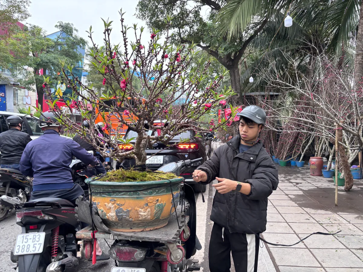 Đ&agrave;o, quất kh&ocirc;ng c&ograve;n cảnh &ldquo;h&eacute;t gi&aacute;&rdquo;, nhiều tiểu thương đồng loạt xả h&agrave;ng sớm- Ảnh 5.