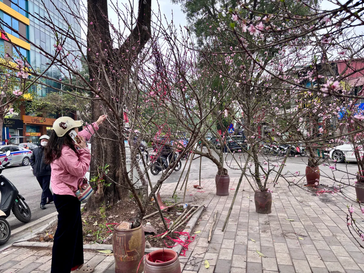 Đ&agrave;o, quất kh&ocirc;ng c&ograve;n cảnh &ldquo;h&eacute;t gi&aacute;&rdquo;, nhiều tiểu thương đồng loạt xả h&agrave;ng sớm- Ảnh 11.