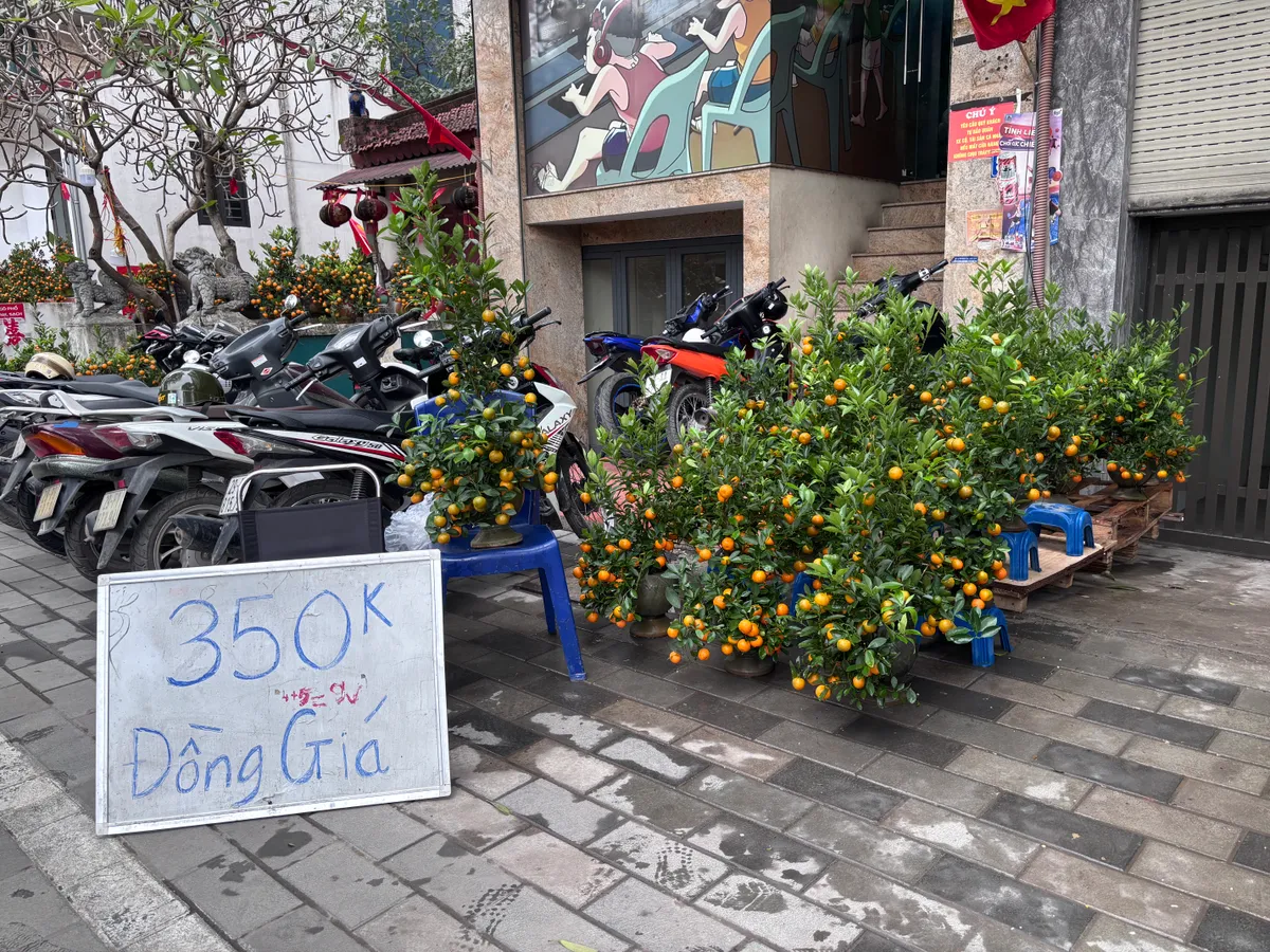 Đ&agrave;o, quất kh&ocirc;ng c&ograve;n cảnh &ldquo;h&eacute;t gi&aacute;&rdquo;, nhiều tiểu thương đồng loạt xả h&agrave;ng sớm- Ảnh 8.