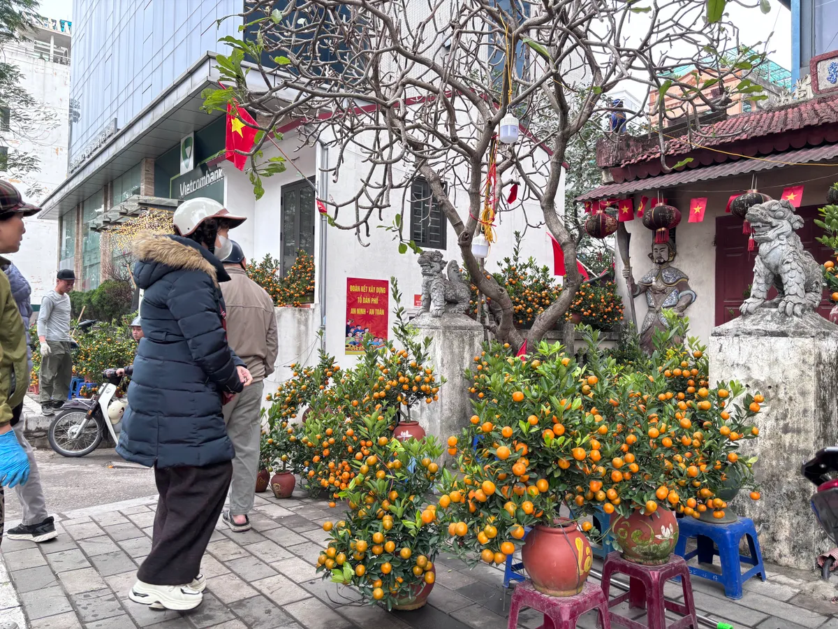 Đ&agrave;o, quất kh&ocirc;ng c&ograve;n cảnh &ldquo;h&eacute;t gi&aacute;&rdquo;, nhiều tiểu thương đồng loạt xả h&agrave;ng sớm- Ảnh 6.